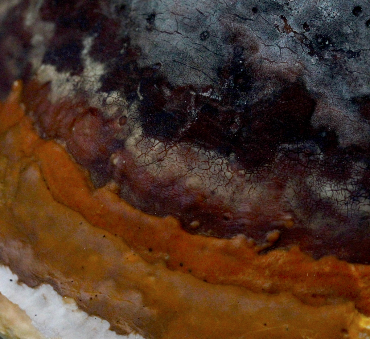 shelf fungi