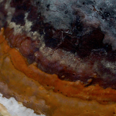 shelf fungi