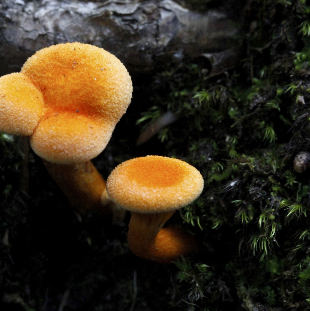 'shroom