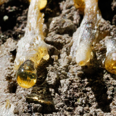 pine resin