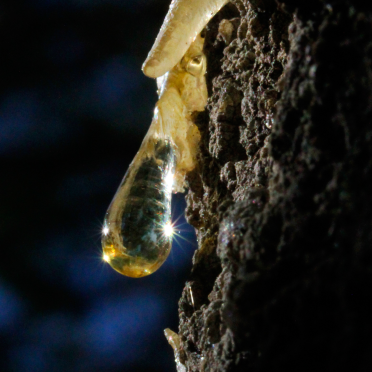 pine resin