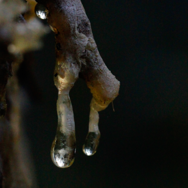 pine resin