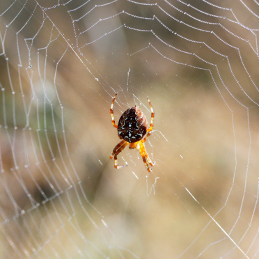 european garden spider