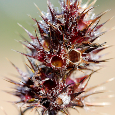 seed pods