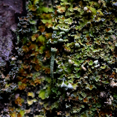 fungi, lichen, moss?
