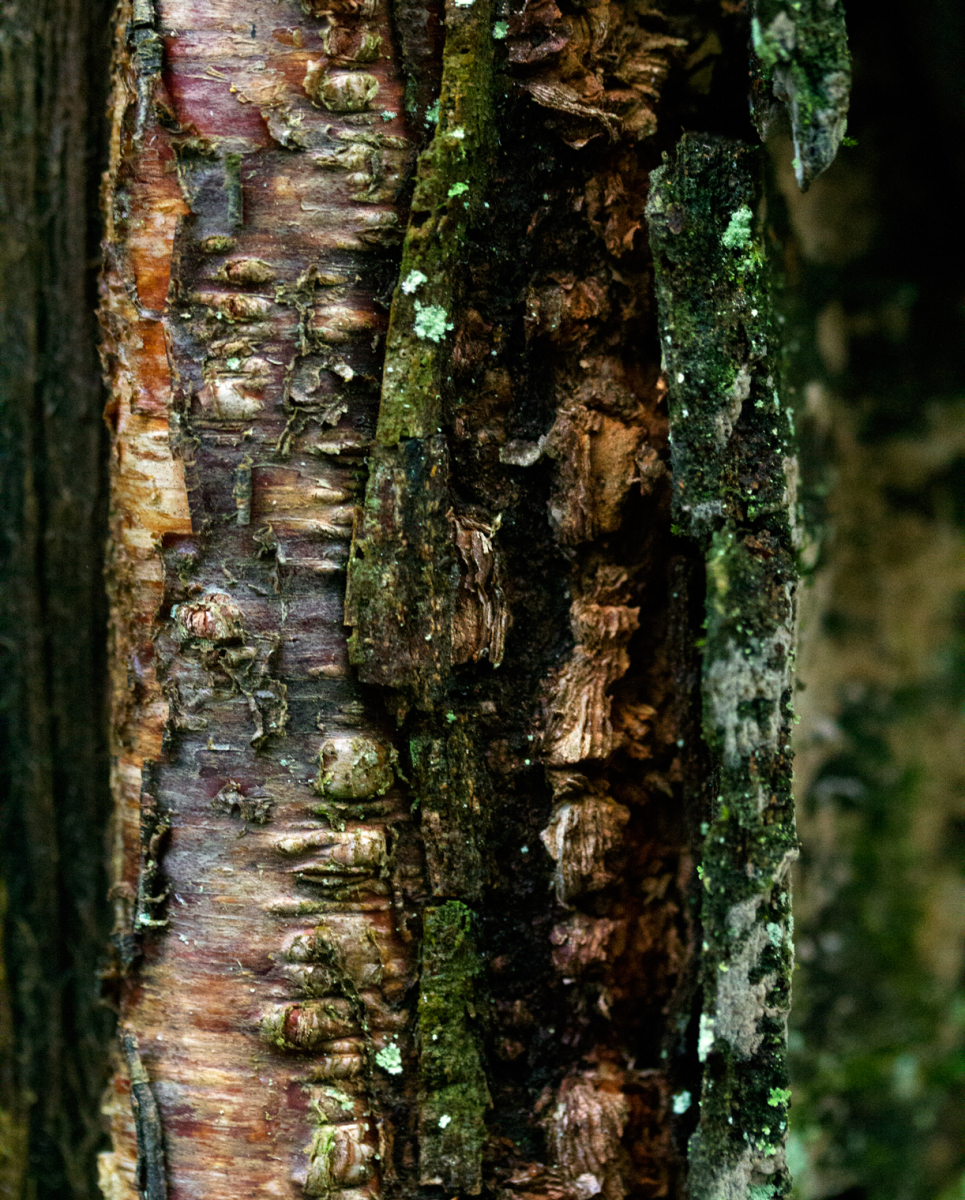 tree and its friends and foes…