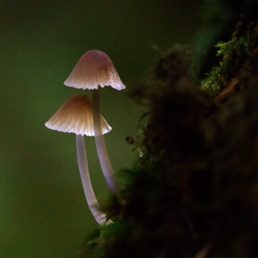 beautiful shrooms
