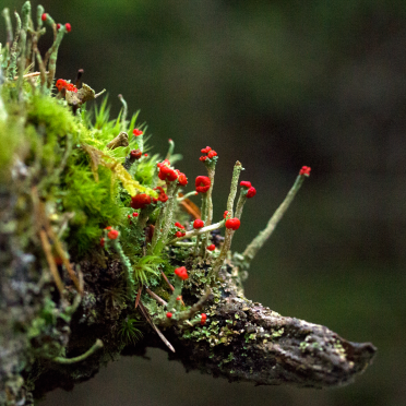 moss, lichen
