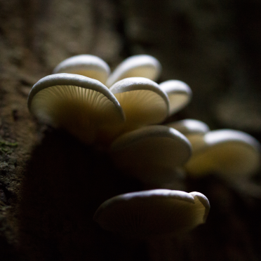 beautiful shrooms