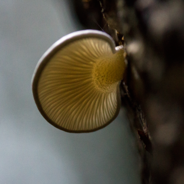 beautiful shroom