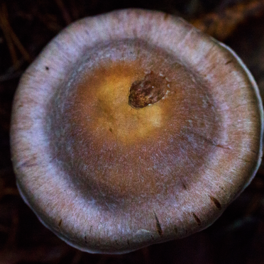 shroom