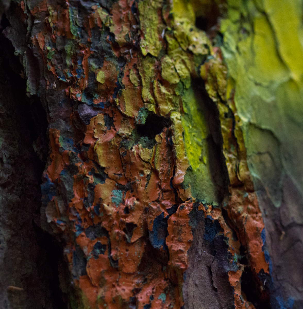 graffiti on bark