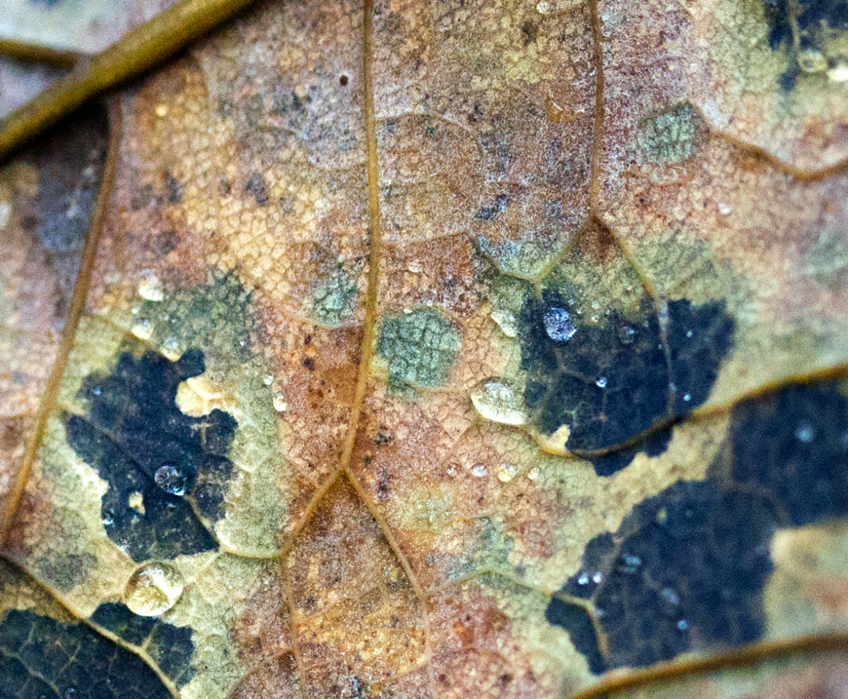 leaf