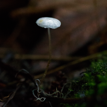 TINY shroom