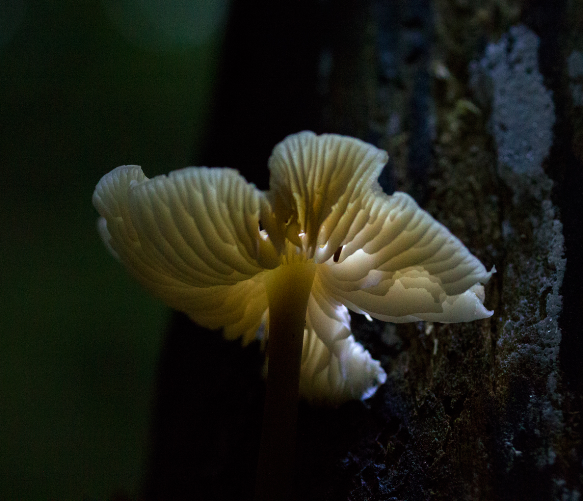 shroom