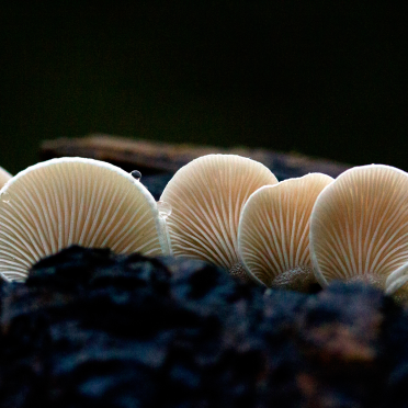 shroomies