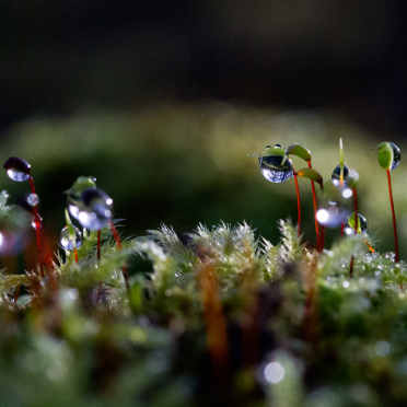 like little strings of stars
