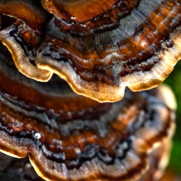 astonishing fungi