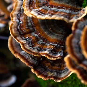 astonishing fungi