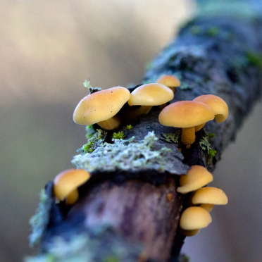 pretty gang of shrooms