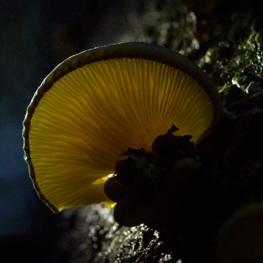 shroom
