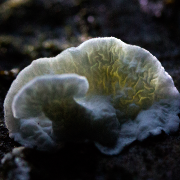 fungi