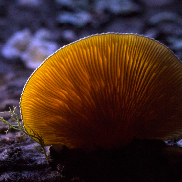 glow