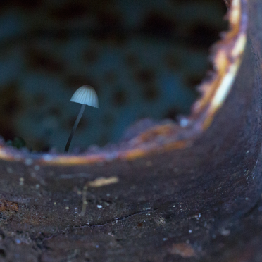 canned shroom