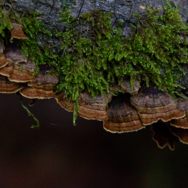 shelf fungi