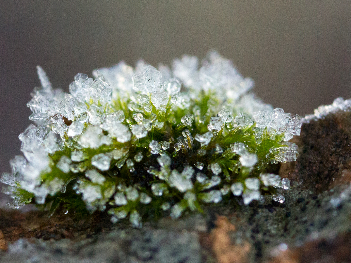 moss hat
