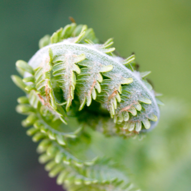 wood fern