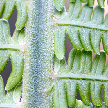 wood fern