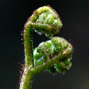 wood fern