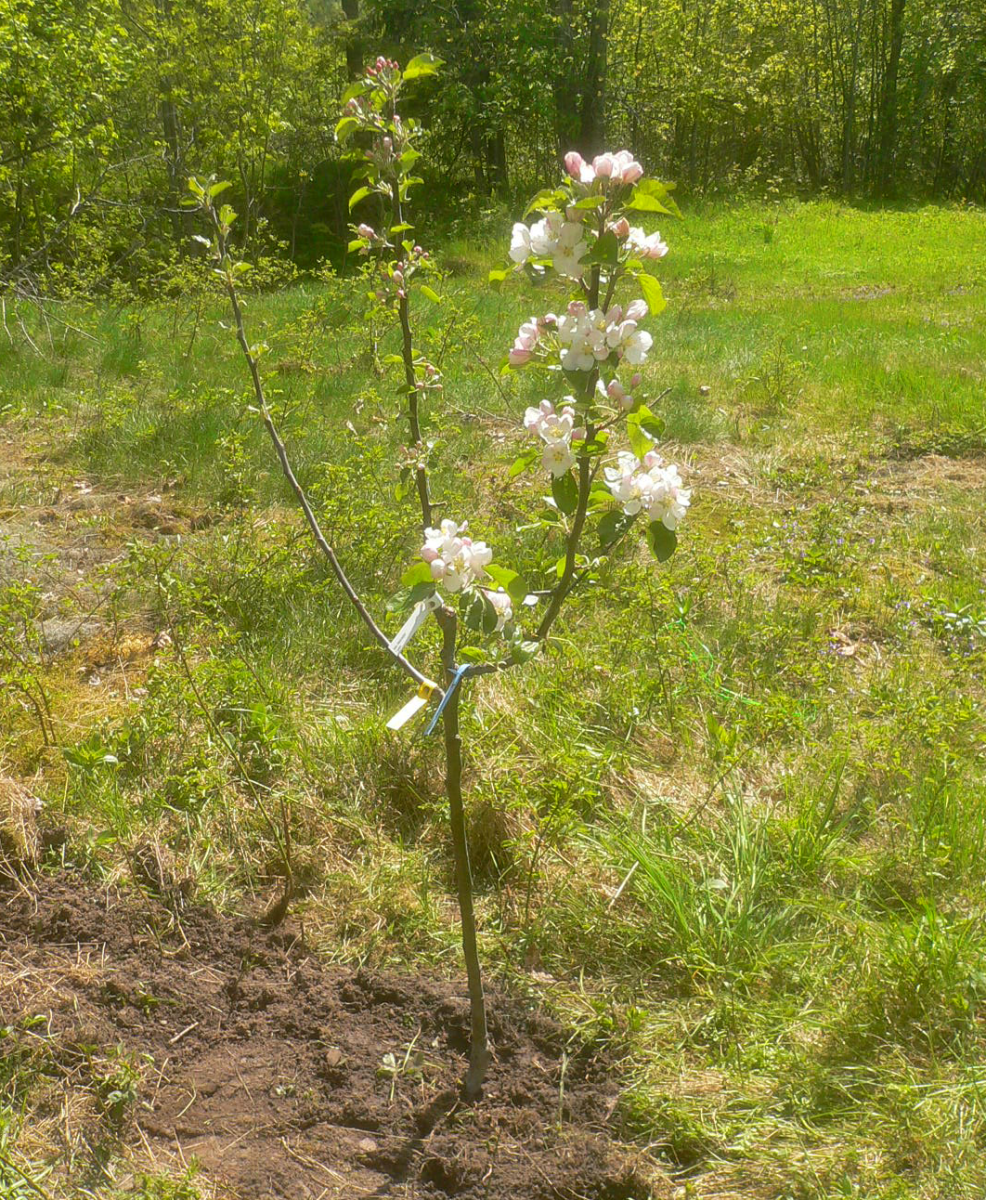 apple tree