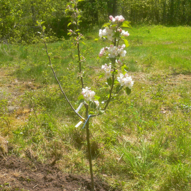 apple tree