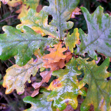 oak