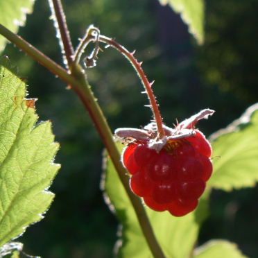 wild rasberries