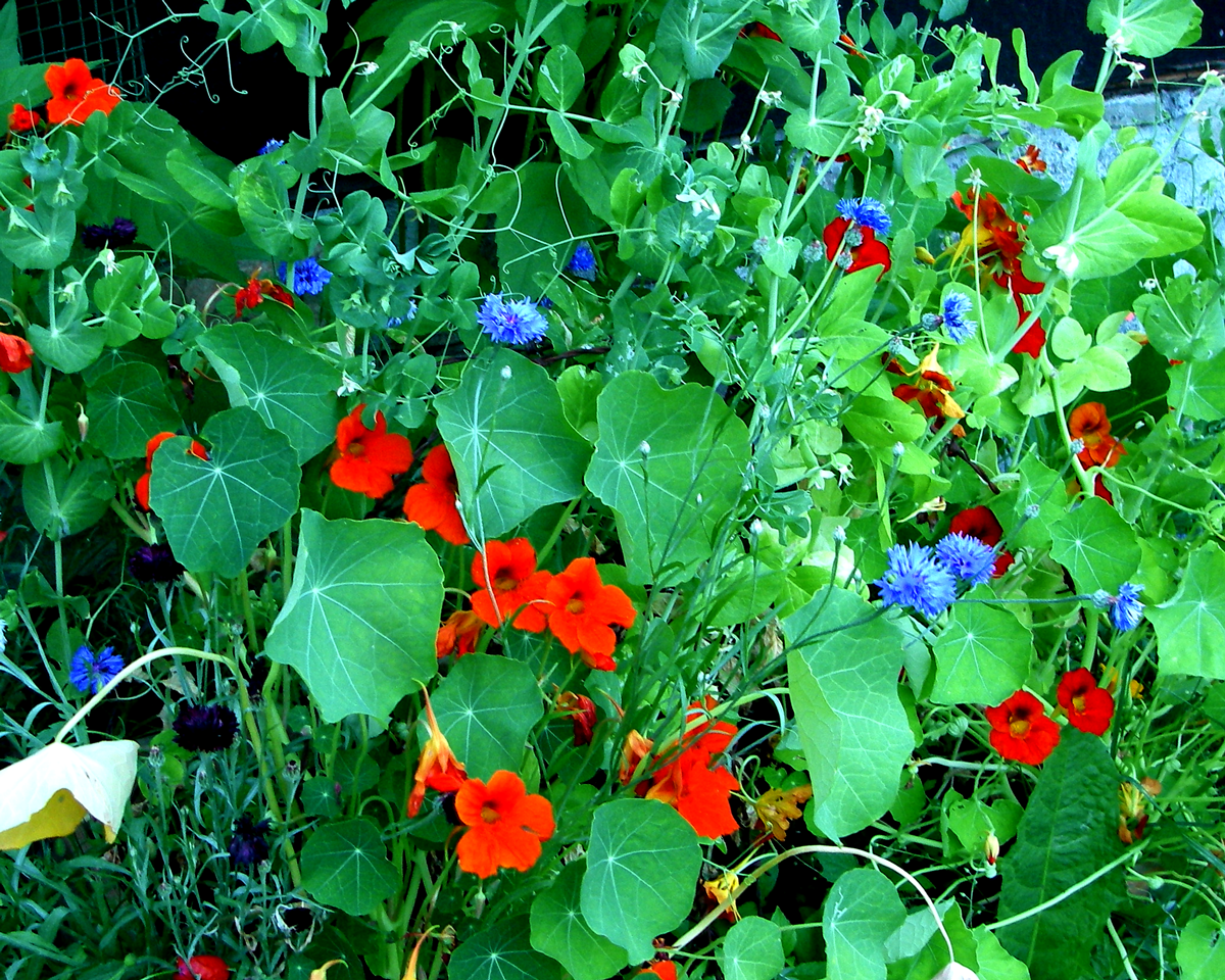 nasturtiums, cornflowers, sweetpeas...