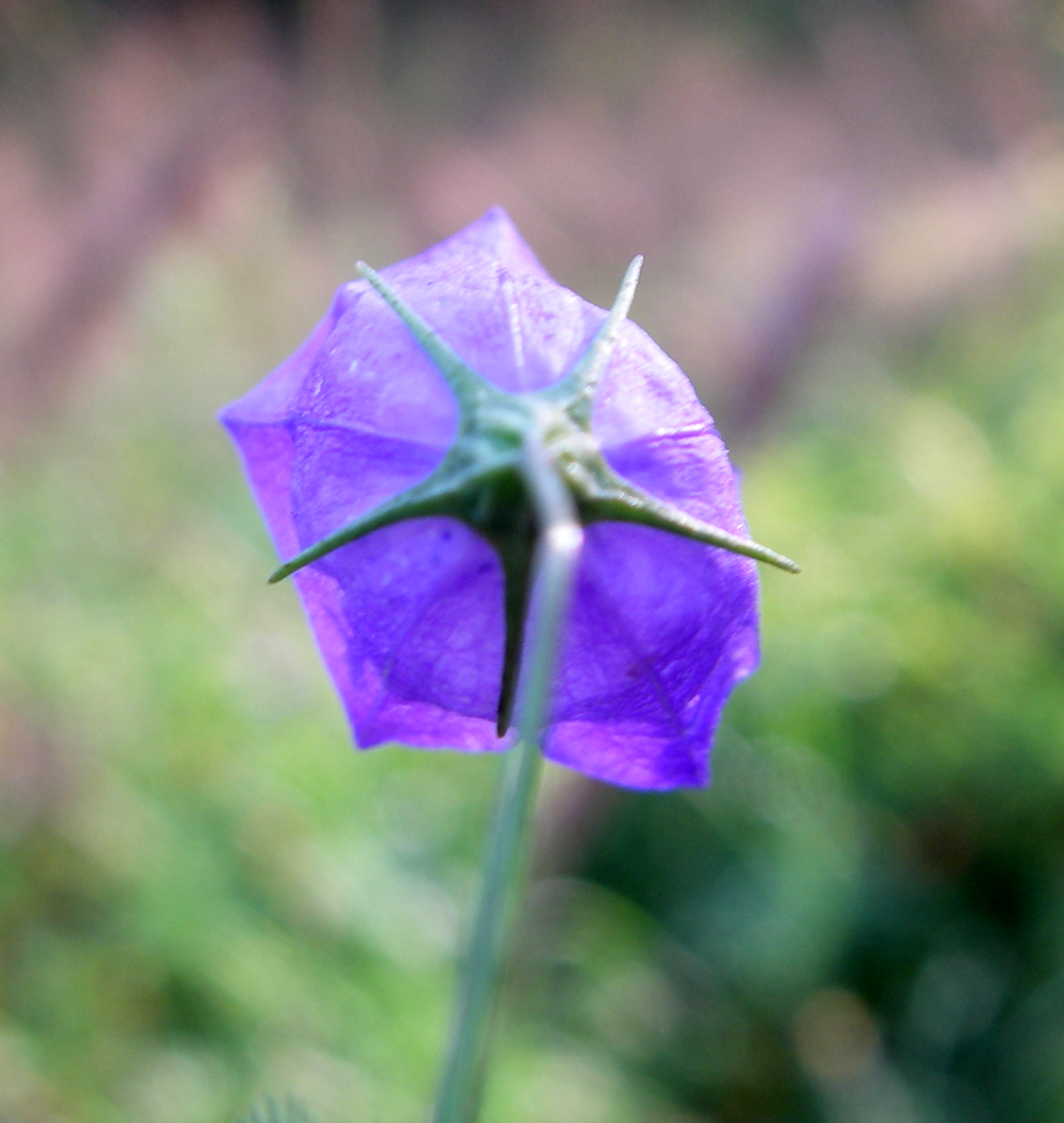 harebell