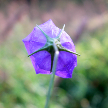 harebell