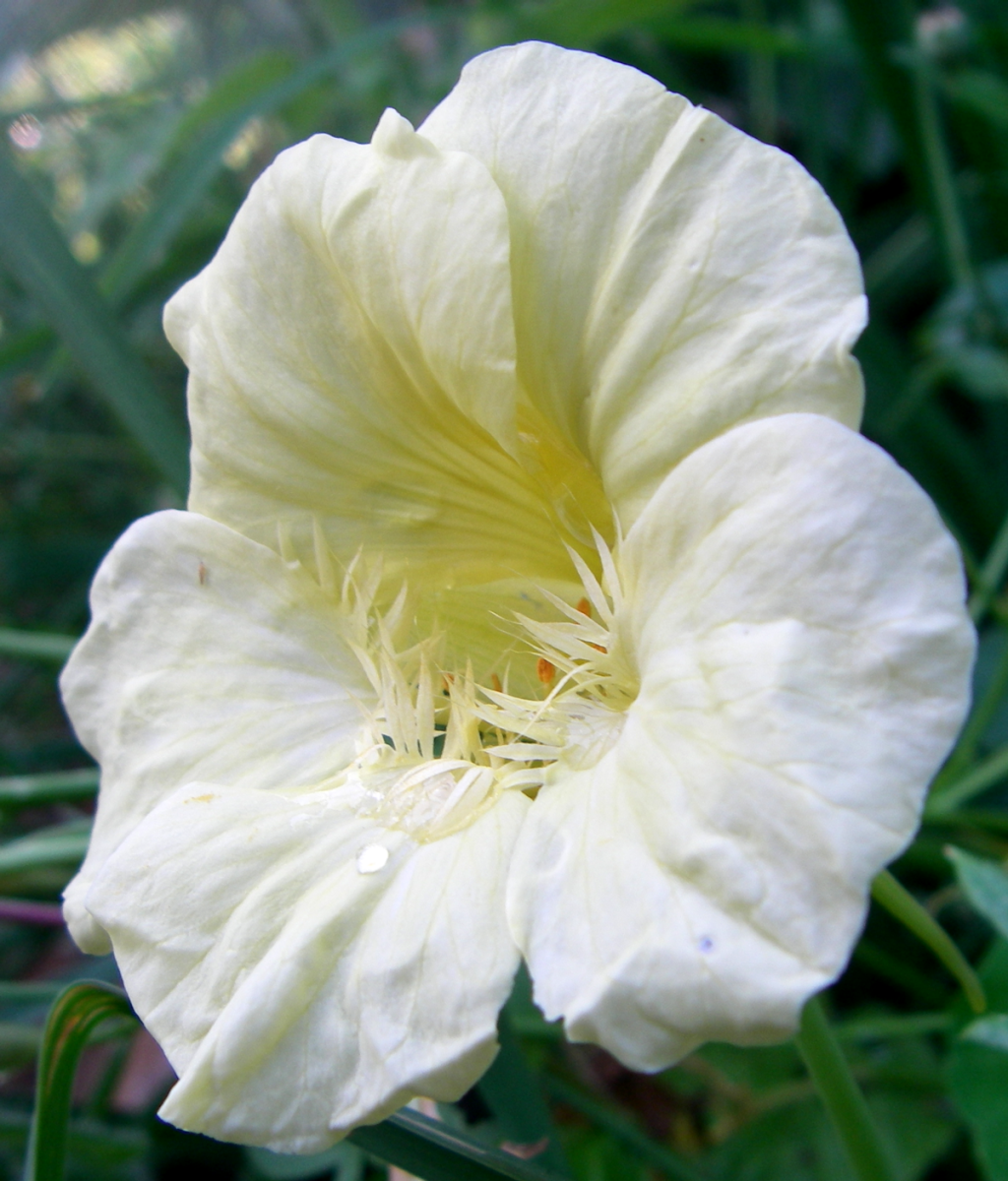 nasturtium