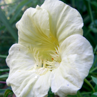 nasturtium