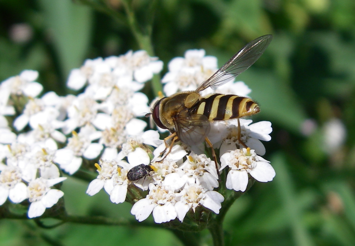 fly on yarrow