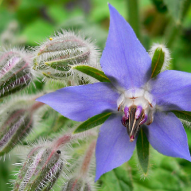 borage
