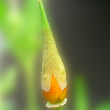 california poppy