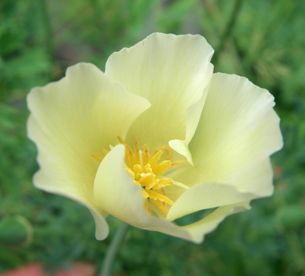 california poppy