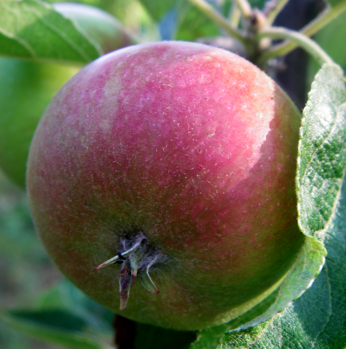 apples
