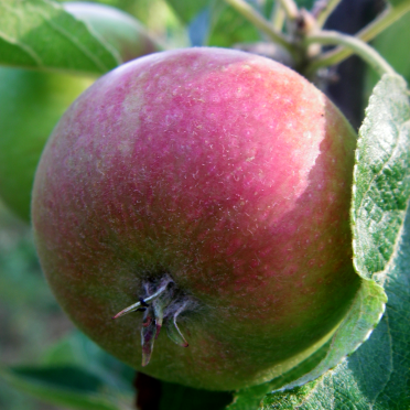 apples