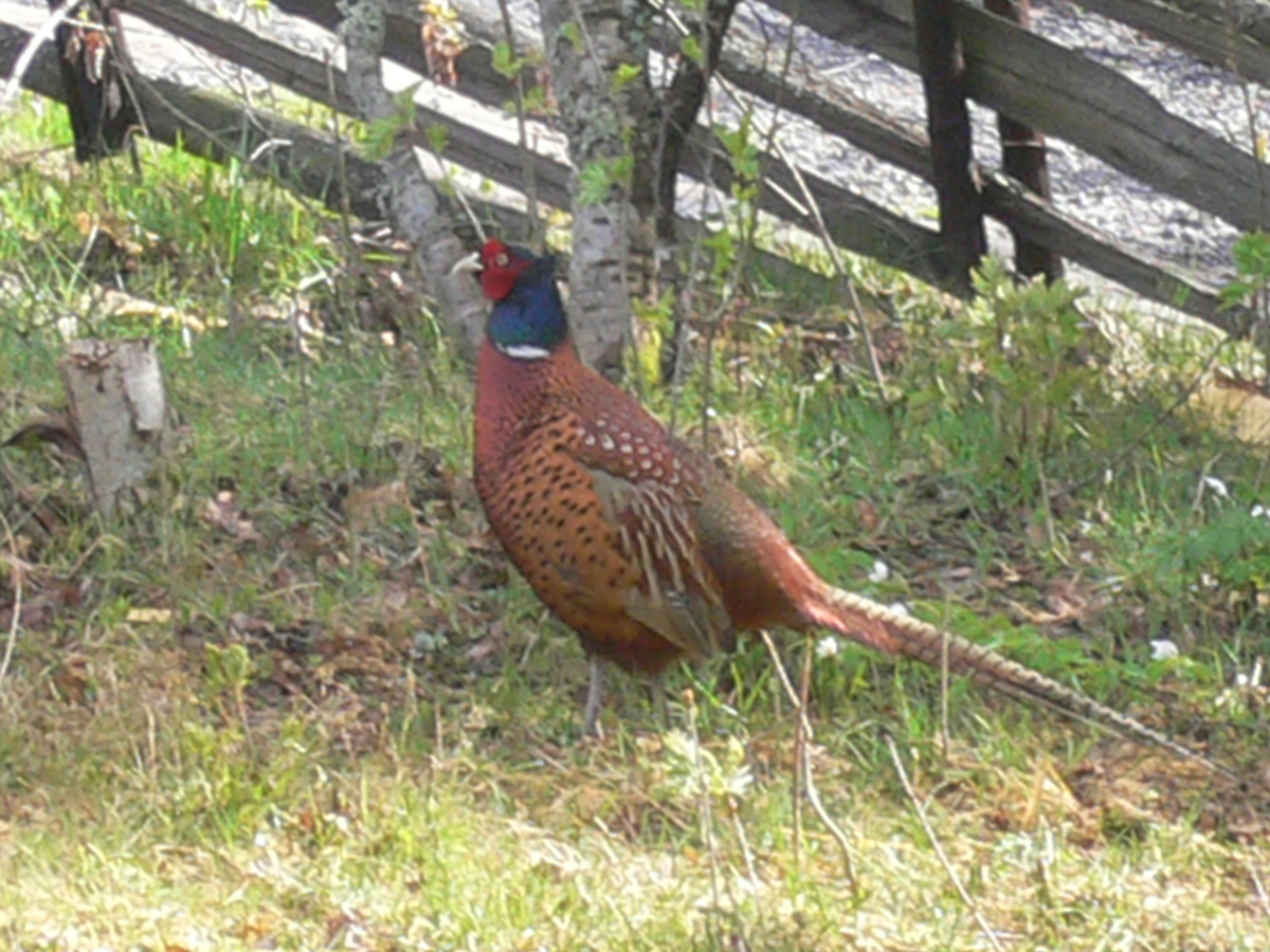 pheasant 