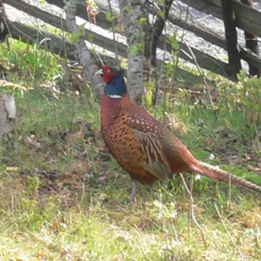 pheasant 